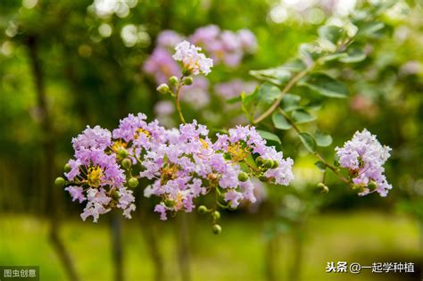 紫薇花种植|紫薇花种子种植方法和时间